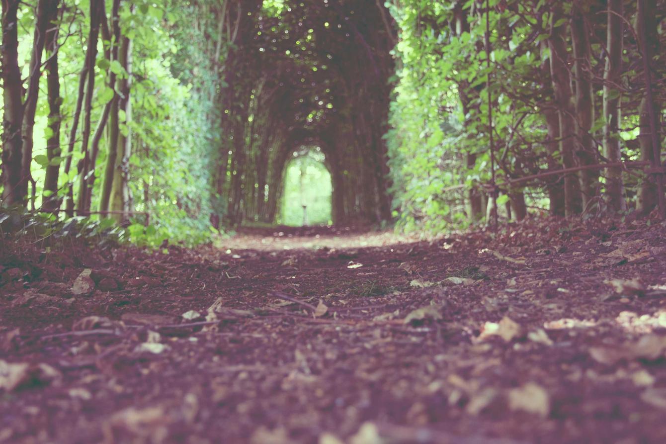 Voluptas accusamus animi dignissimos maiores officia